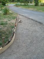 yard work 2010